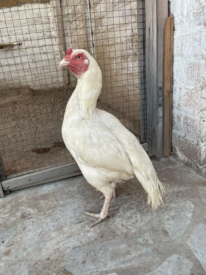 Heera aseel pair for sale — photo 6