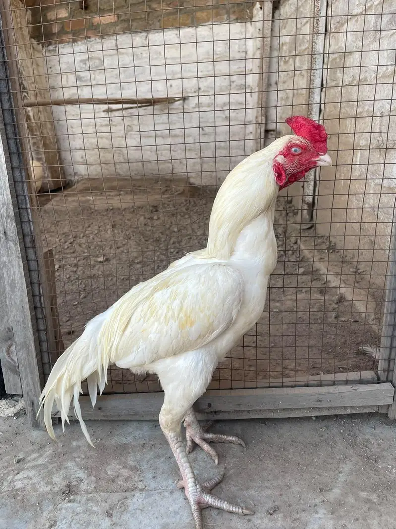 Heera aseel pair for sale — photo 8