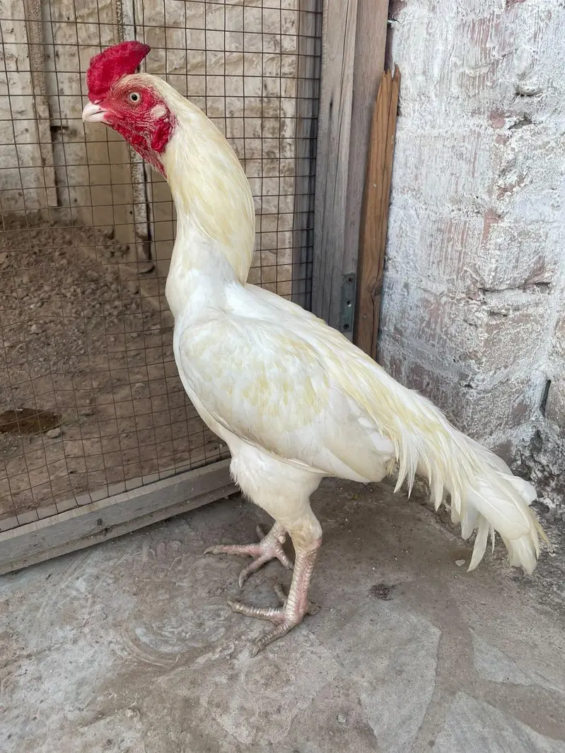 Heera aseel pair for sale — photo 9