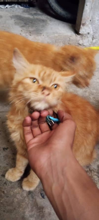 Persian cat pair for sale