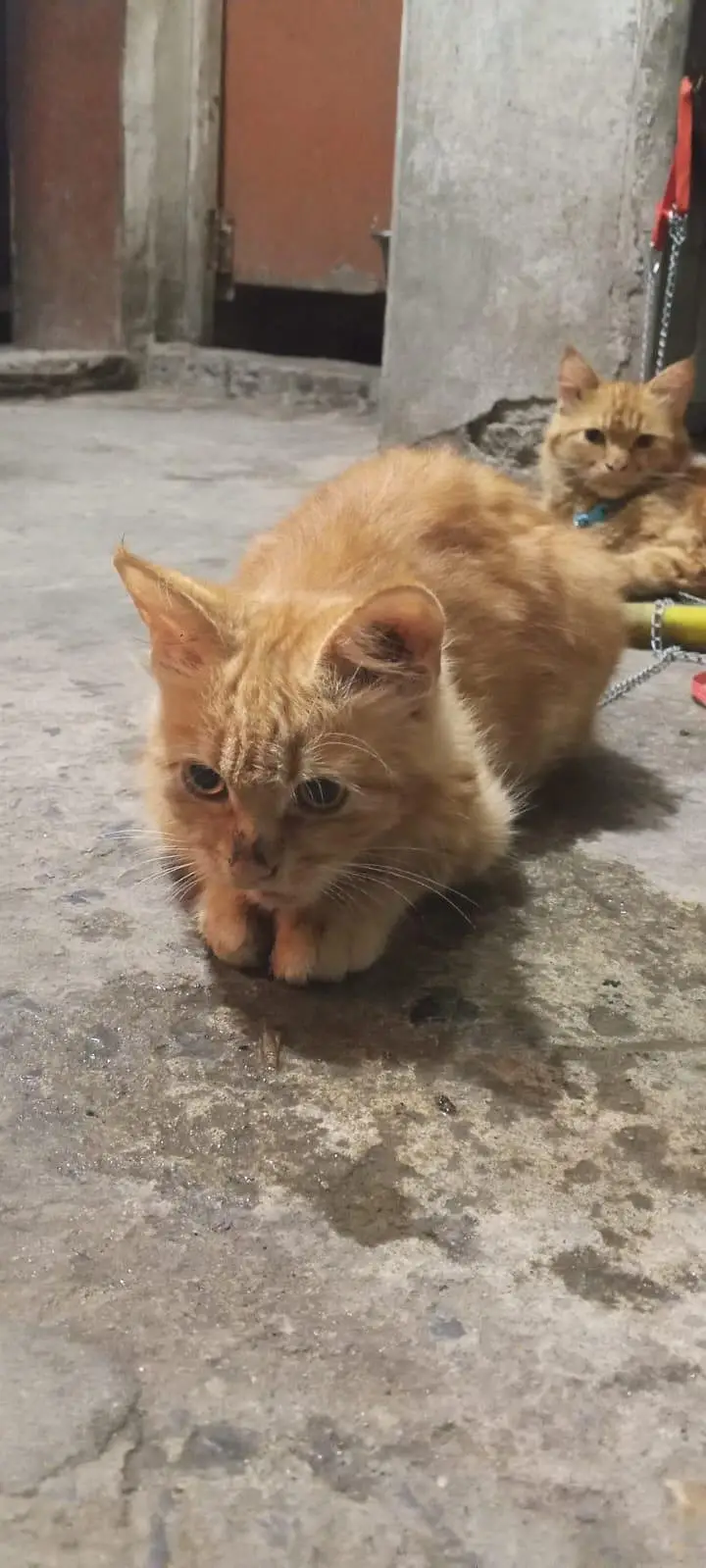 Persian cat pair for sale — photo 2