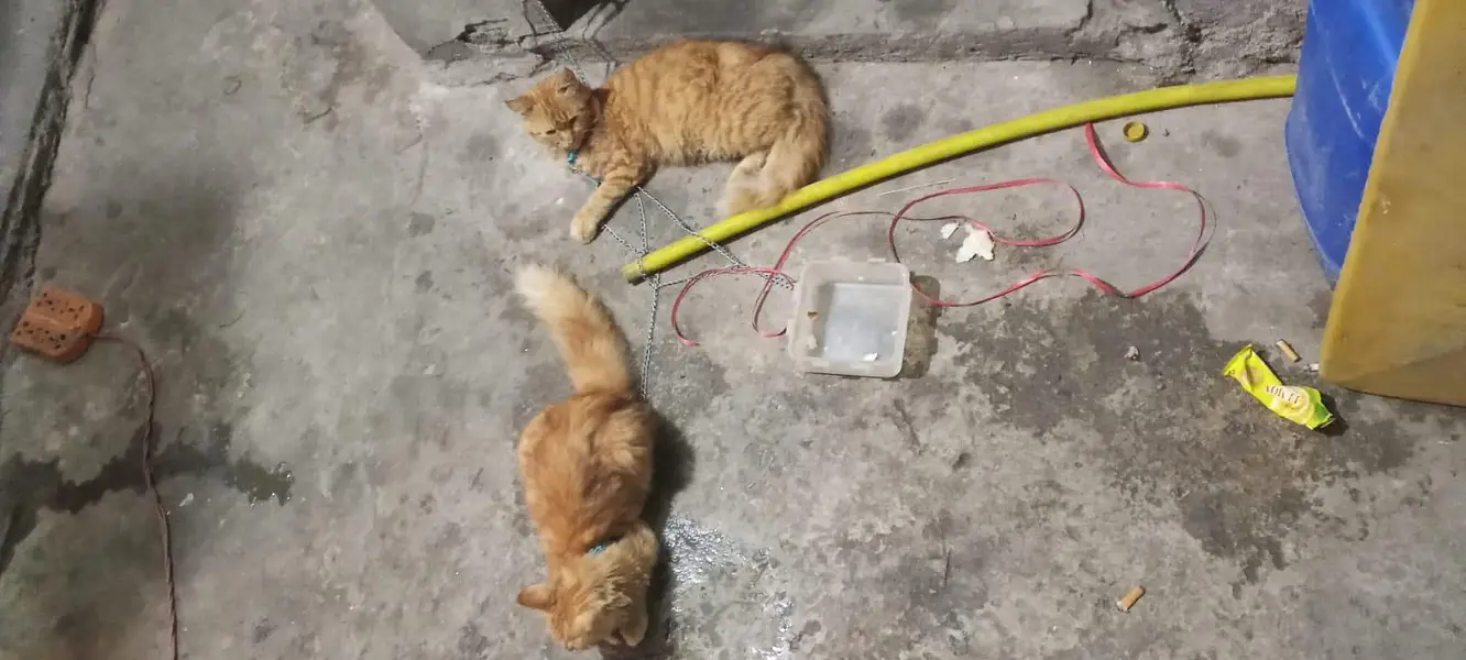 Persian cat pair for sale — photo 4