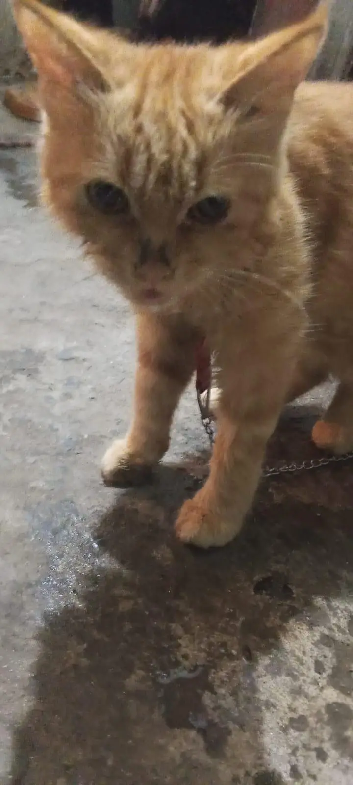 Persian cat pair for sale — photo 6