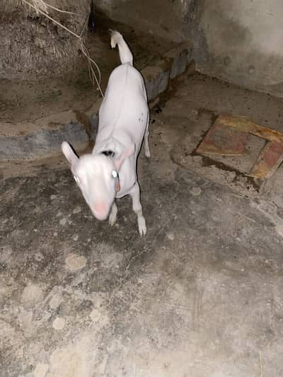 Gulabi barbari goat