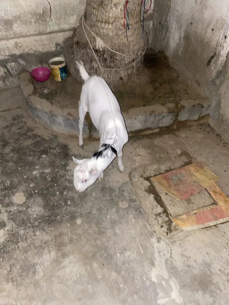 Gulabi barbari goat — photo 2