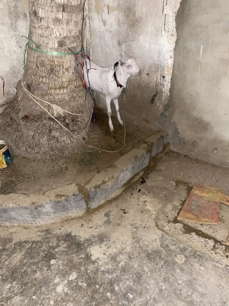 Gulabi barbari goat — photo 3