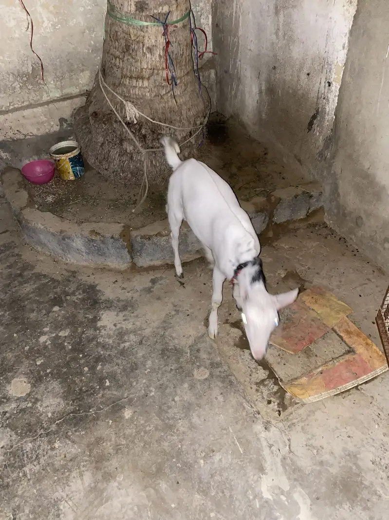 Gulabi barbari goat — photo 4