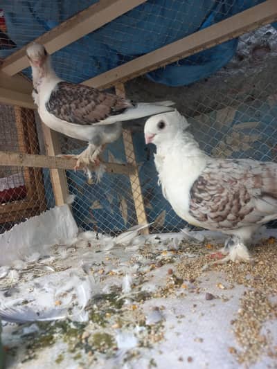 Sentient pair for sell Female age 8 months and Male 1 year