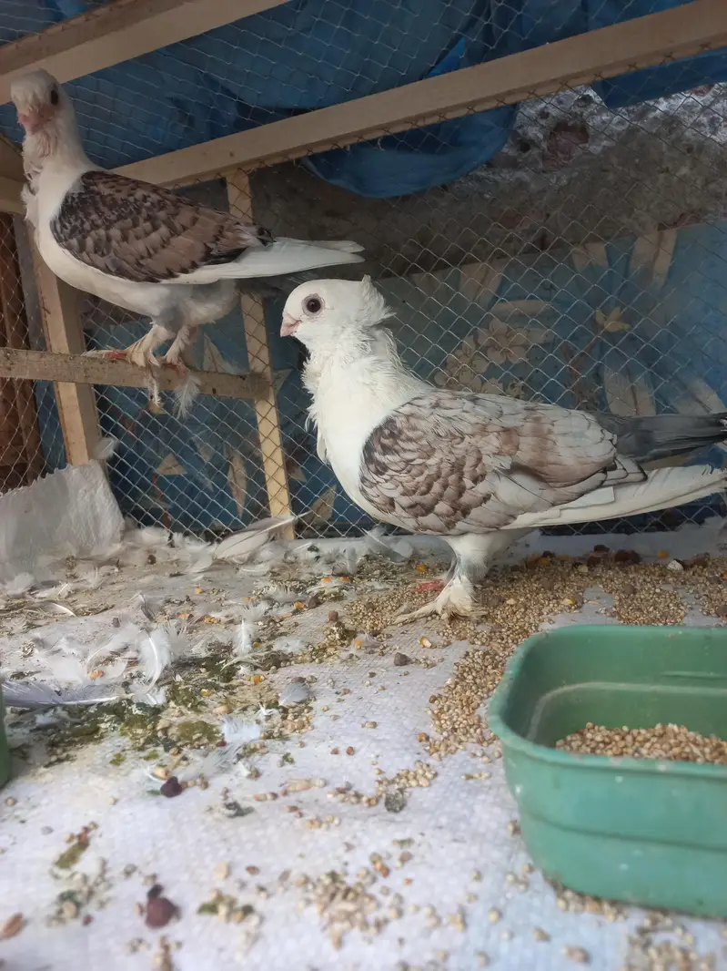 Sentient pair for sell Female age 8 months and Male 1 year — photo 2