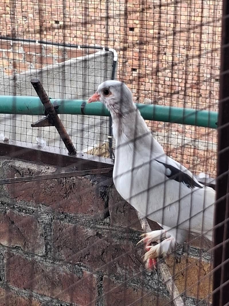 kabotar (کبوتر ) 9