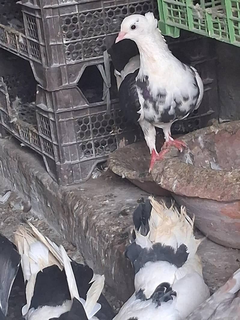 kabotar (کبوتر ) 12
