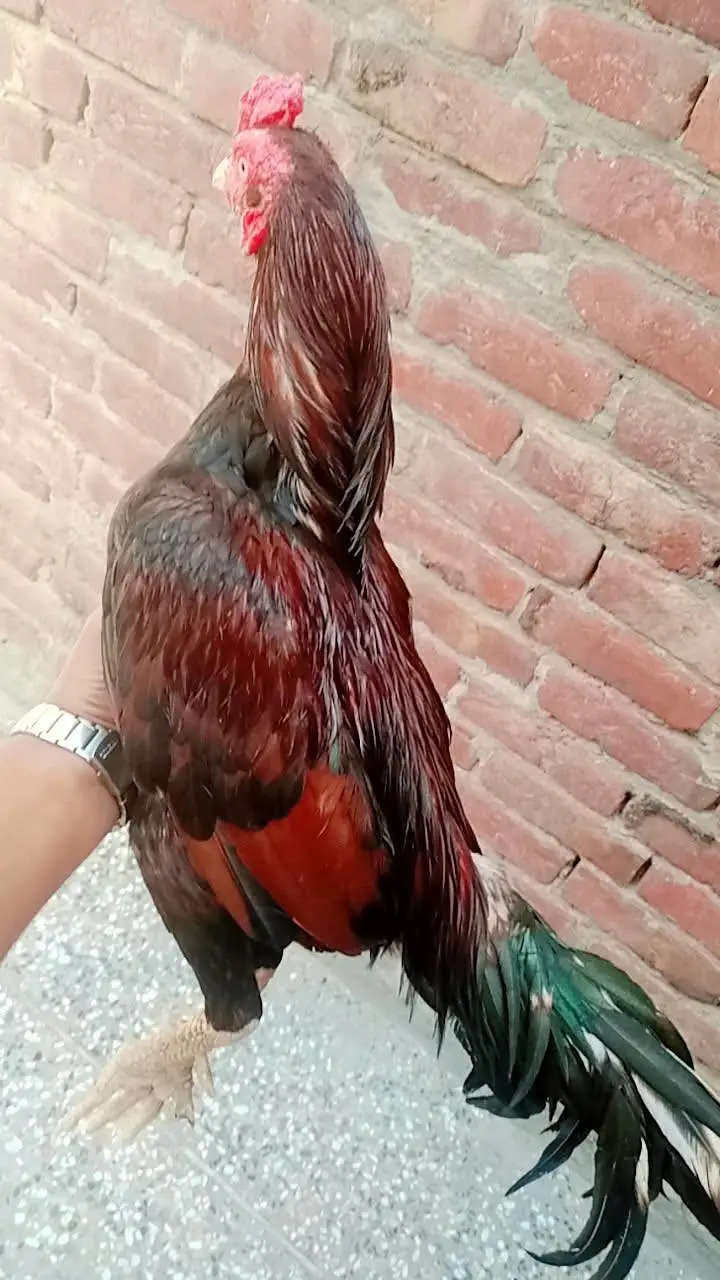 Aseel mianwali murga and murgi — photo 8