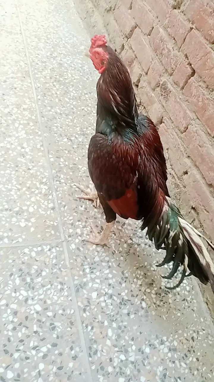 Aseel mianwali murga and murgi — photo 9