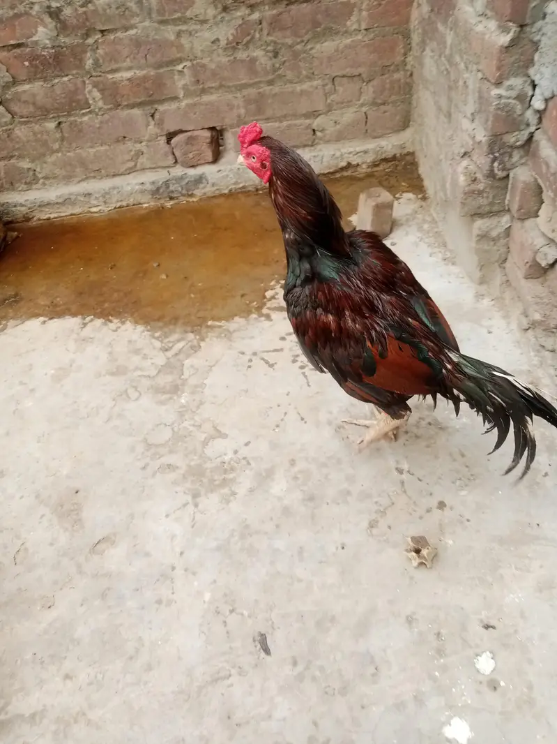 Aseel mianwali murga and murgi — photo 10