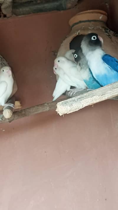 white albino love bird pair