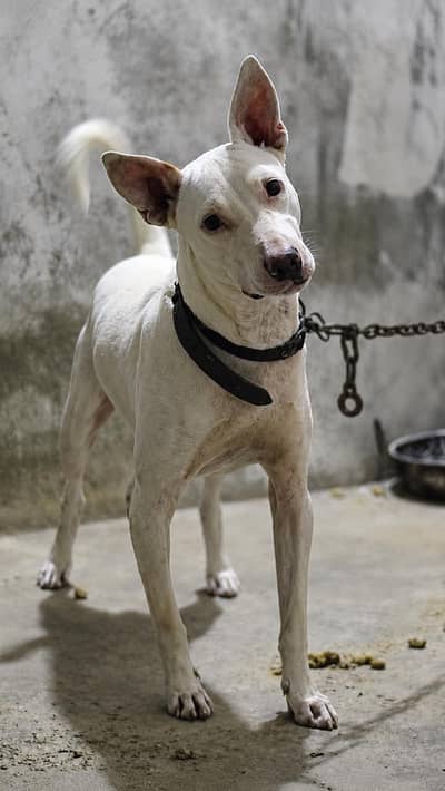 kohati bully male resonable