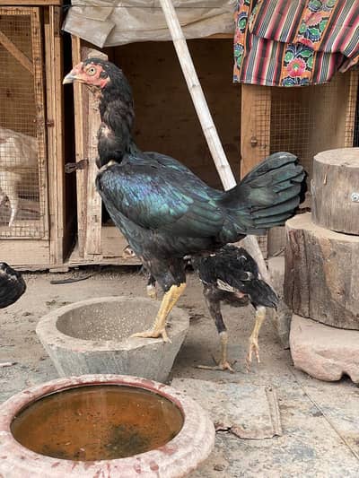 Hens for sell