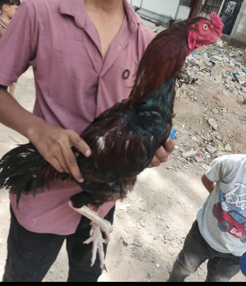 Aseel lakha — photo 3