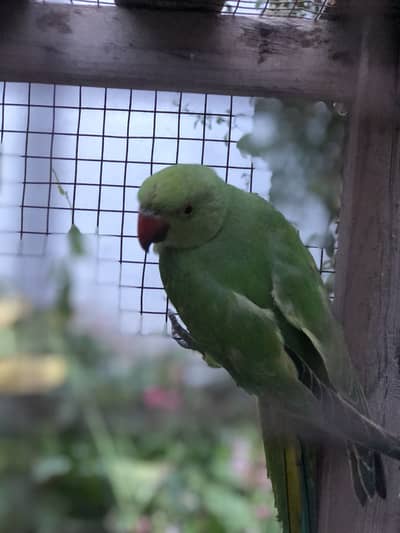 Raw Parrots