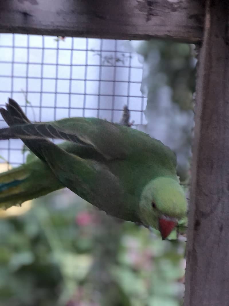 Raw Parrots 1