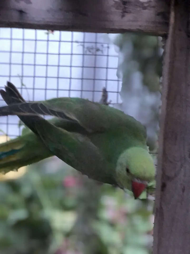 Raw Parrots — photo 2