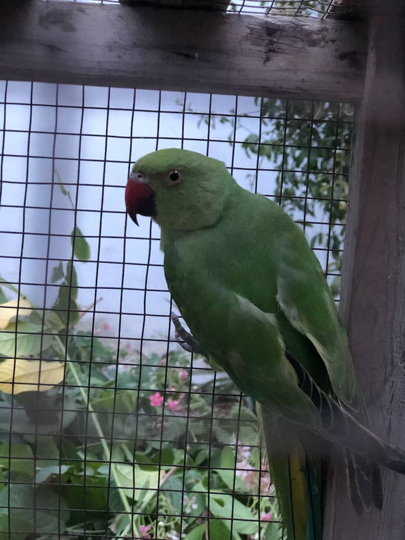 Raw Parrots 2