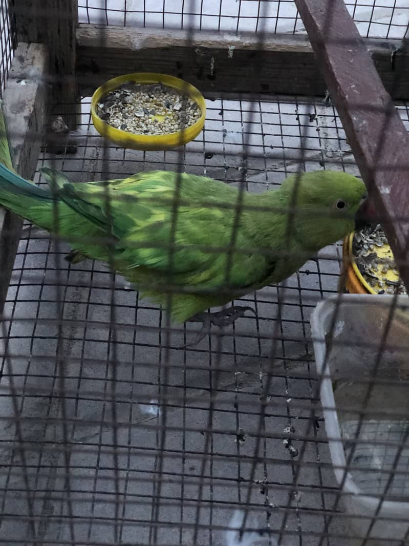 Raw Parrots 3