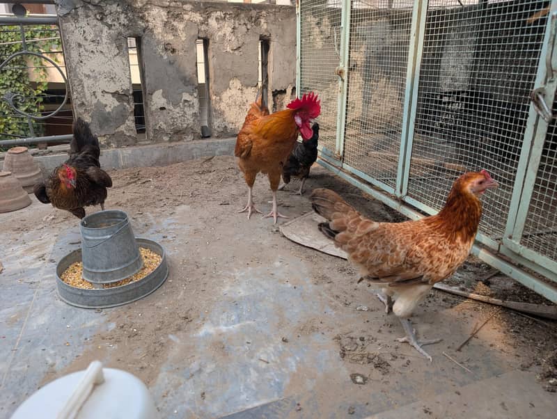 hen set. 0