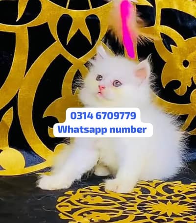 Persian female kitten for sale contact Whatsapp