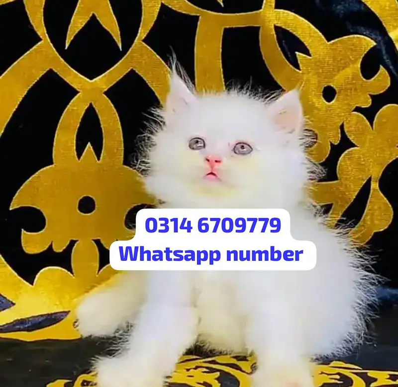 Persian female kitten for sale contact Whatsapp — photo 2