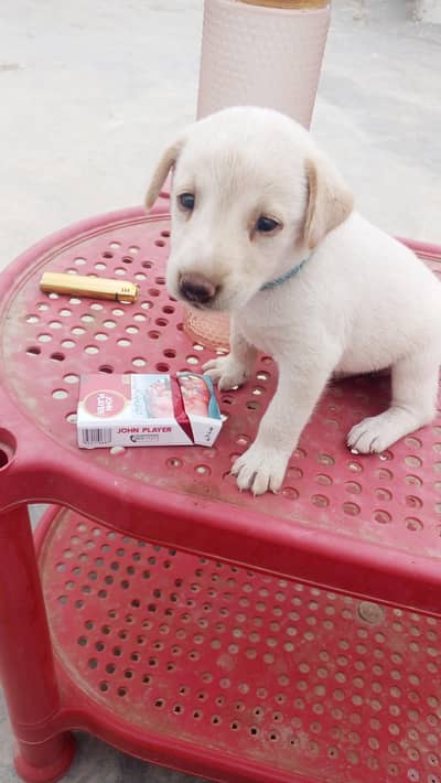 Labrador for sell