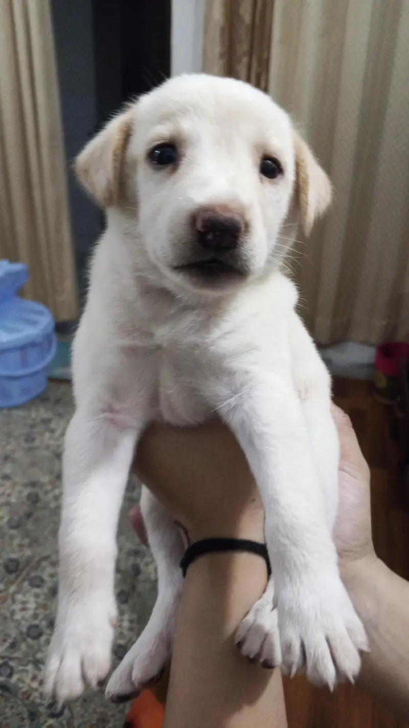 Labrador for sell — photo 2