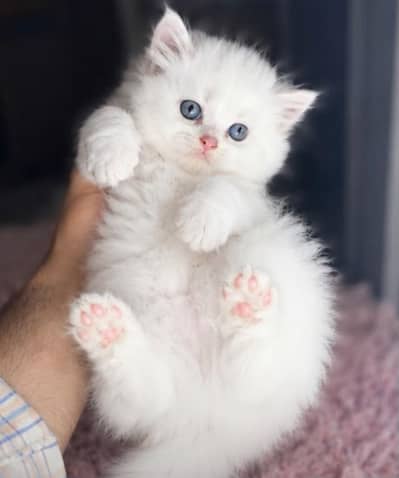 Low Price Kittens/White Persian Kitten/Cats/Male/Female