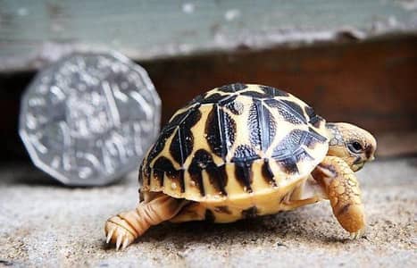 turtles healthy and active 03268301979