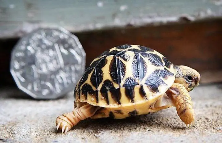 turtles healthy and active 03268301979