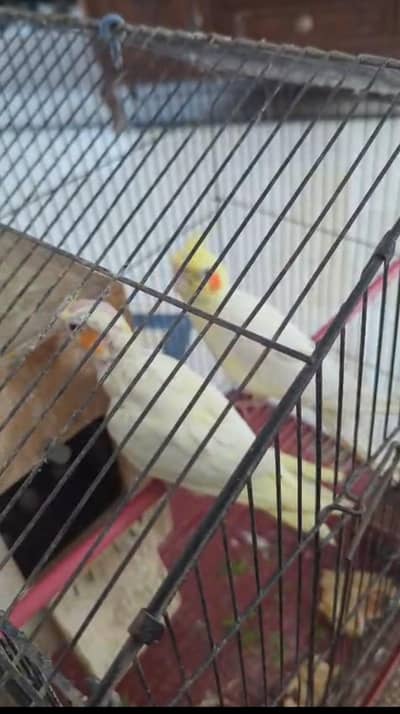 Cocktail Breeder Pair