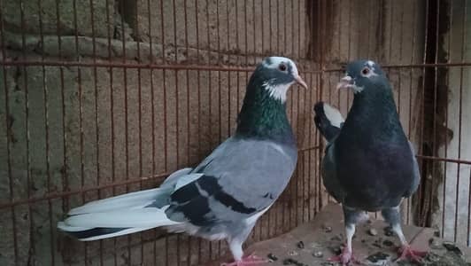 Dobaaz pairs