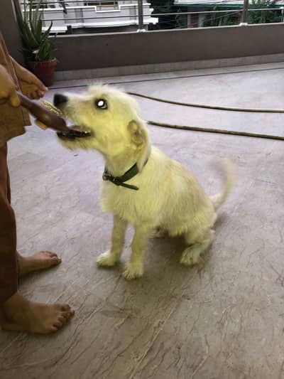 dog for sale
