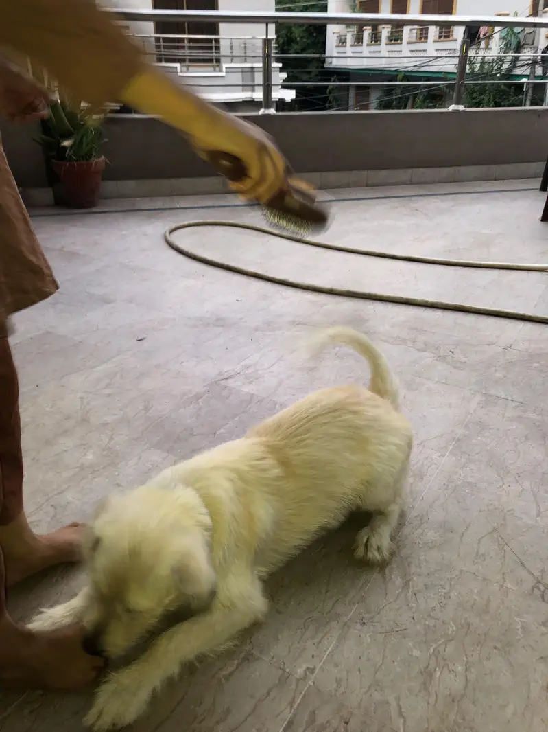 dog for sale — photo 2