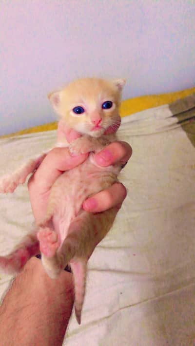 Persian adult cat with one kitten