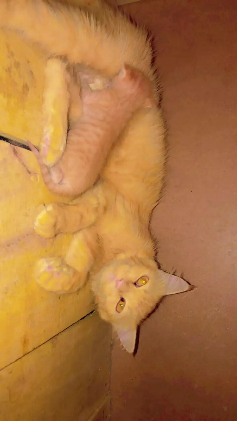 Persian adult cat with one kitten — photo 2