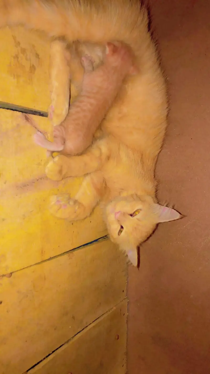 Persian adult cat with one kitten — photo 3