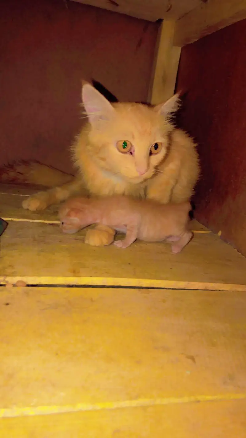Persian adult cat with one kitten — photo 4