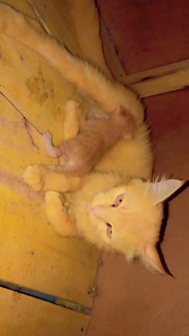 Persian adult cat with one kitten — photo 5