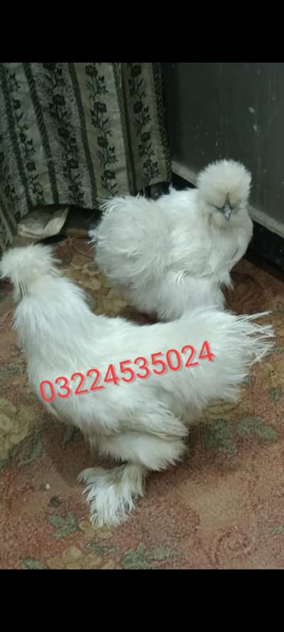 SILKIE, SILKY Eggs [03224535024]