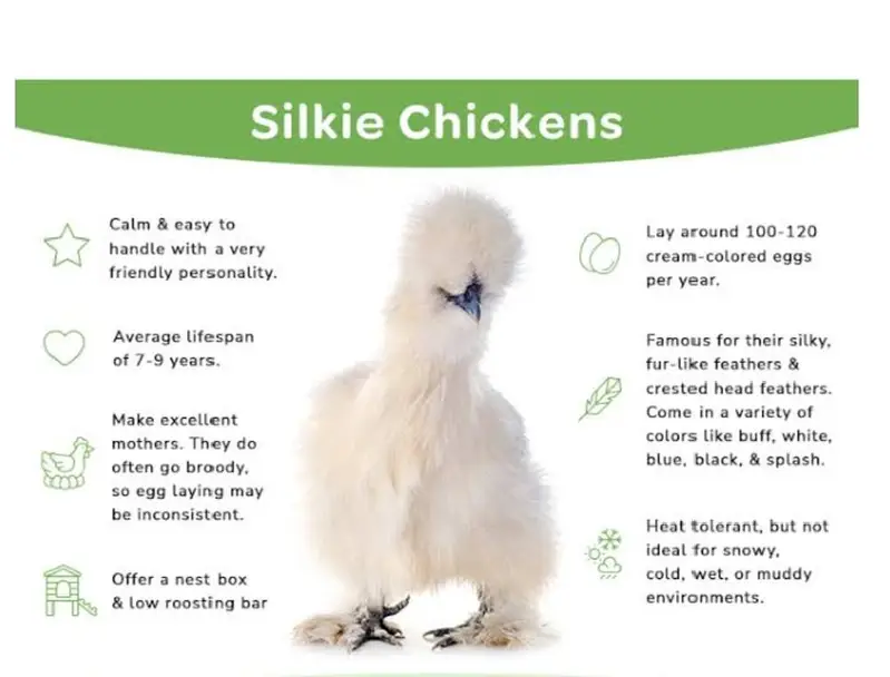 SILKIE, SILKY Eggs [03224535024] — photo 3