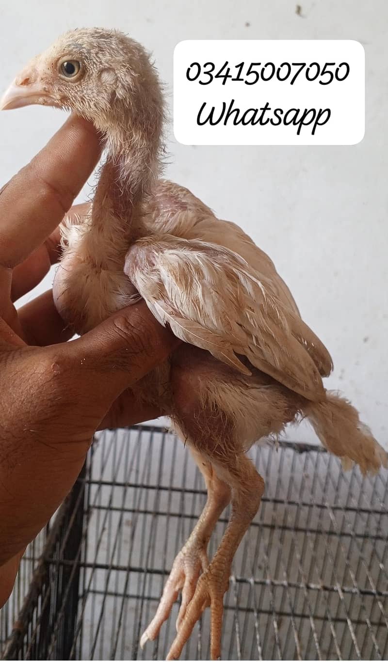 2 chicks 0