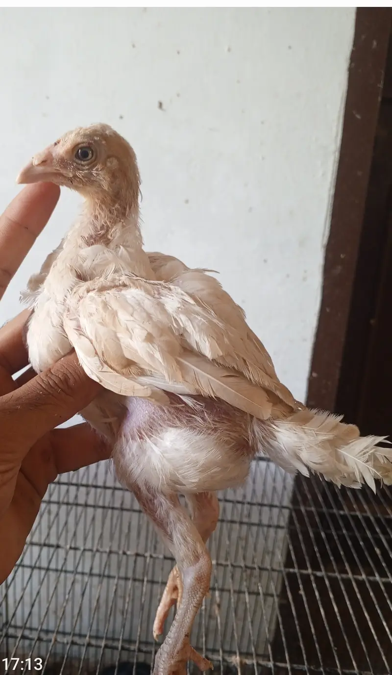 2 chicks — photo 2