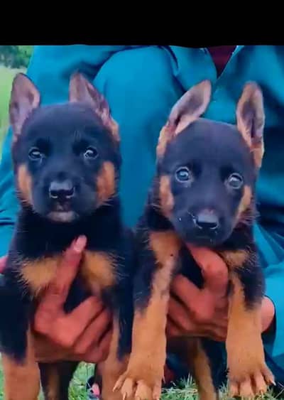 Alsatian bagiyadi full security dog male female for sale available