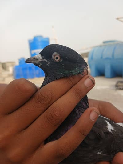 kabli kabootar